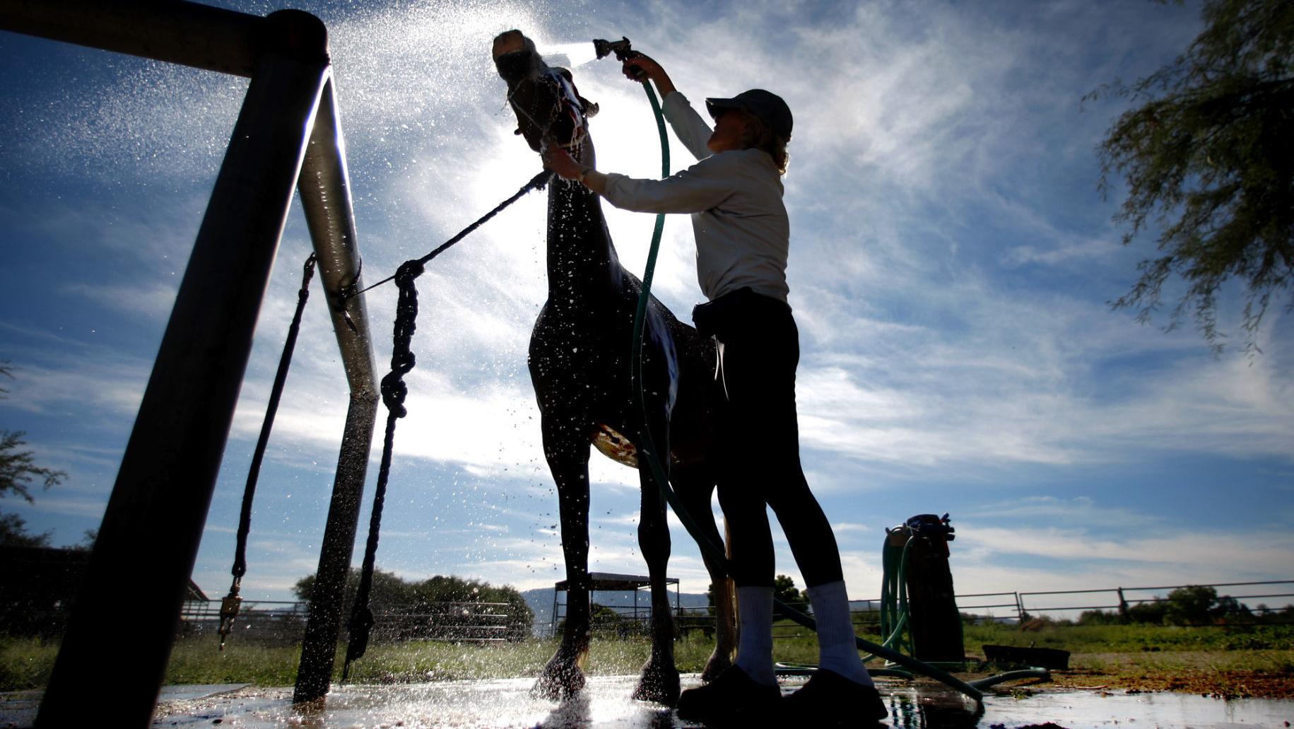 Nonprofits' wish list: Children's science books, copy paper, saddles